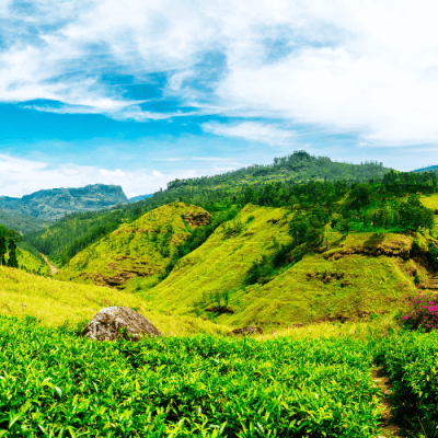 Nuwara Eliya