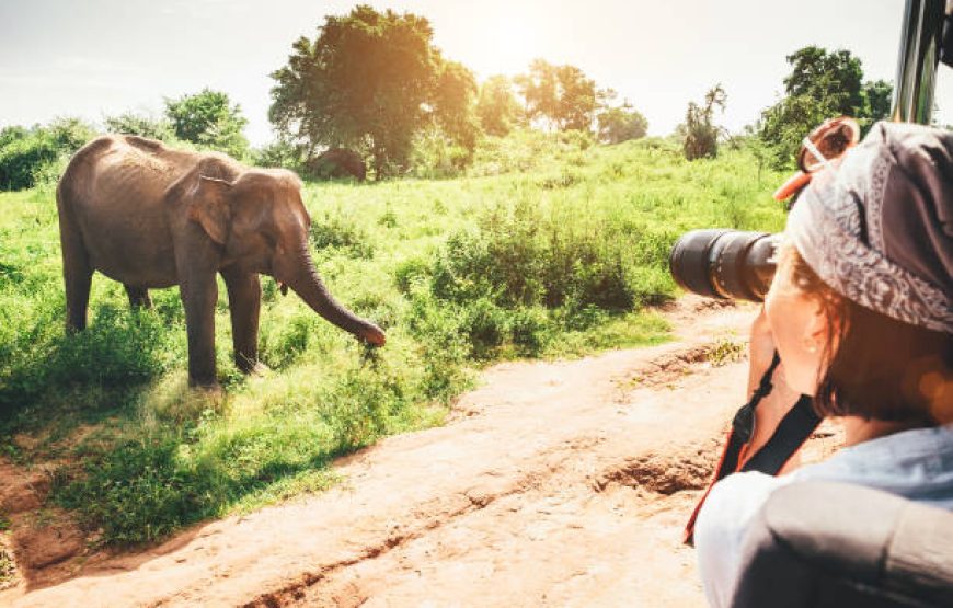 National Park Safari