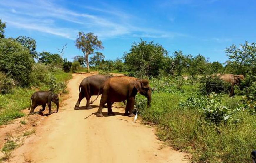 National Park Safari