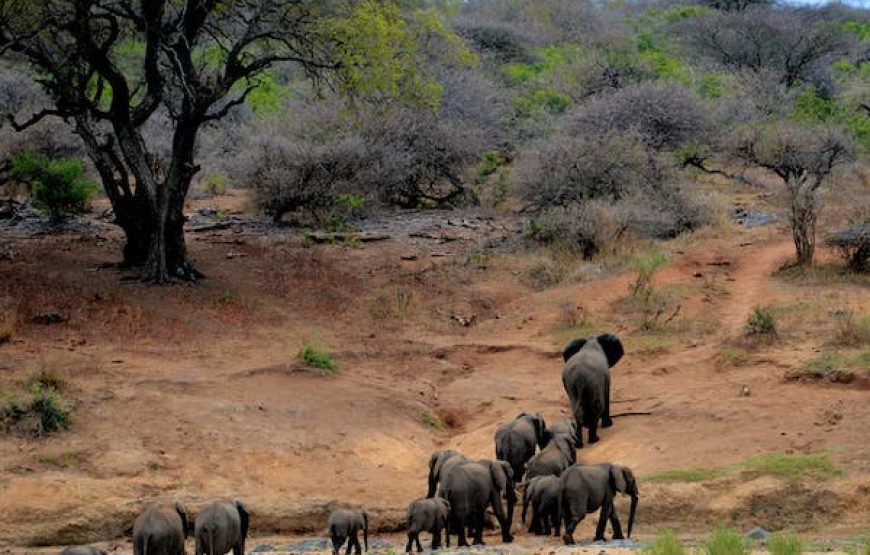 National Park Safari